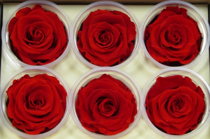 <h4>R Prs Red Passionate</h4>