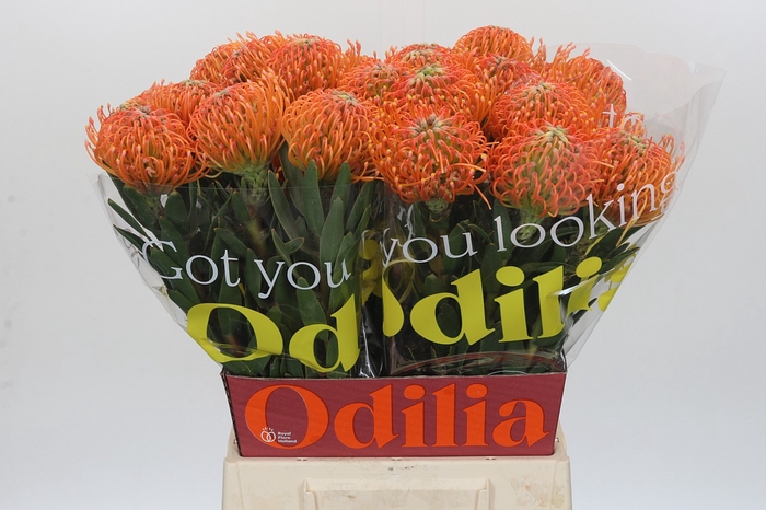 <h4>Nutans Ayoba Peach</h4>