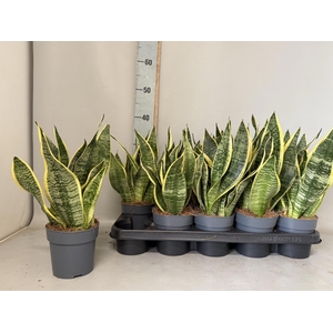 SANSEV FUTURA SUPERB