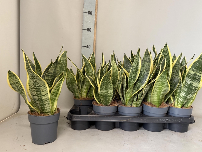 <h4>SANSEV FUTURA SUPERB</h4>