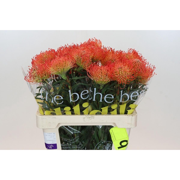 <h4>Leuco Co Succession</h4>