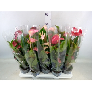 Anthurium   ...mix