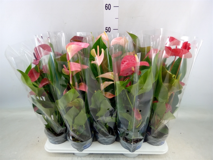 <h4>Anthurium   ...mix</h4>