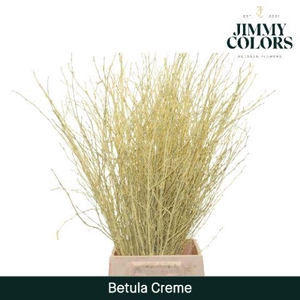 Betula L70 Creme