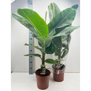 Musa 'Dwarf Cavendish'