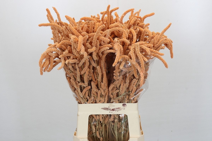 <h4>Amaranthus Yearming Desert New Rose</h4>
