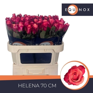 Rosa large flowered Helene