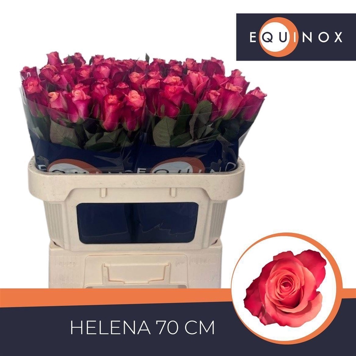 <h4>Rosa a grande fleur Helene</h4>
