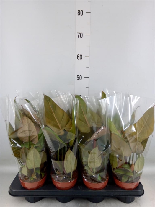 <h4>Philodendron ...</h4>