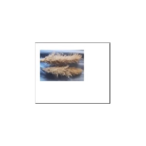 DF Pampas 140cm Natural Bs/3