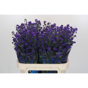 Aster Blauw