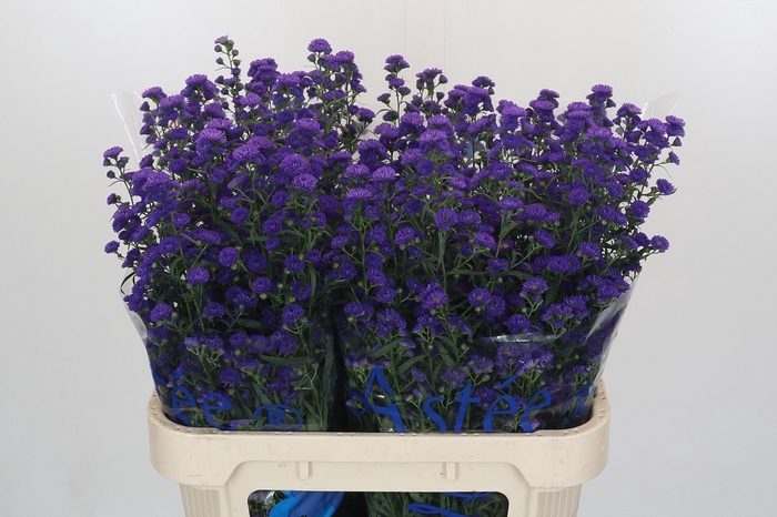 <h4>Aster Blauw</h4>