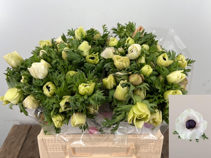 <h4>ANEM CO MAR PANDA</h4>