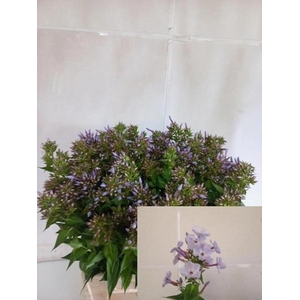 PHLOX P MISS LOLITA