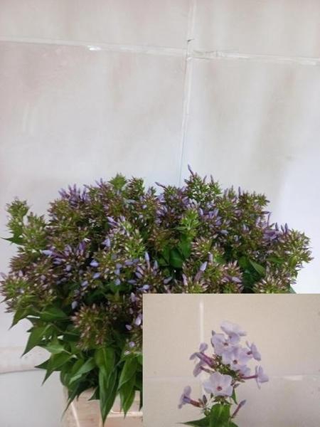 <h4>PHLOX P MISS LOLITA</h4>
