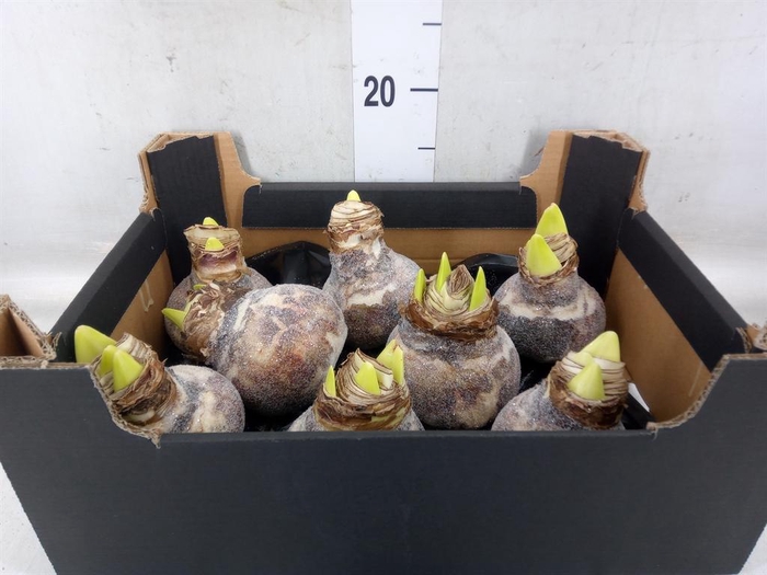 <h4>Hippeastrum   ...waxed H%</h4>