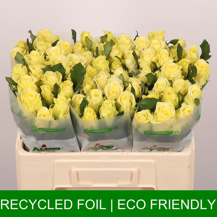 <h4>R GR BELLA DONNA</h4>