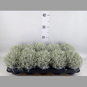 Leucophyta brownii