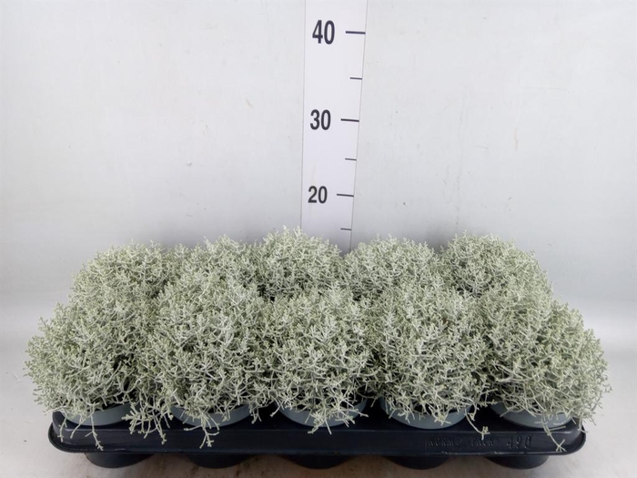 <h4>Leucophyta brownii</h4>