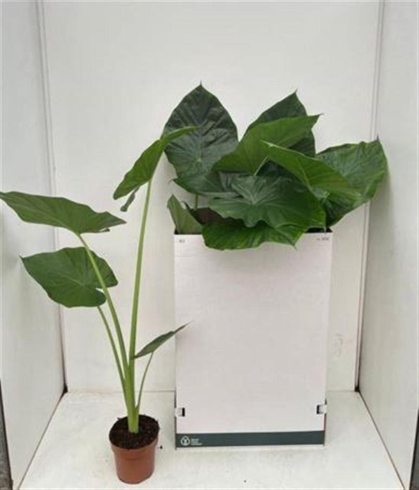 <h4>Aloc Macrorrhizos</h4>