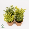 Duranta gemengd