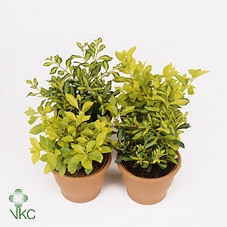 Duranta gemengd