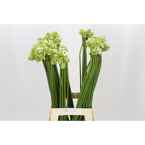 Ornithogalum Saundersiae