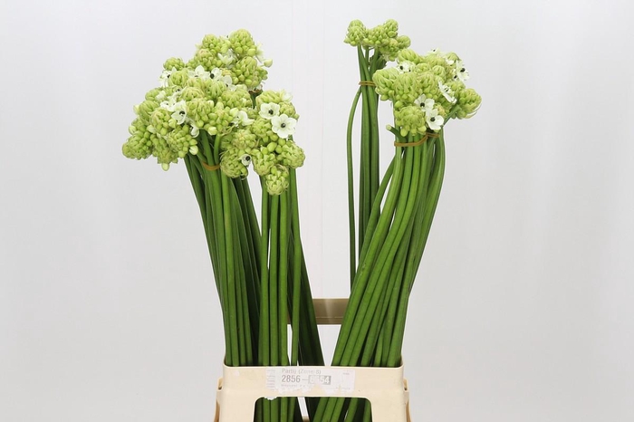 <h4>Ornithogalum Saundersiae</h4>