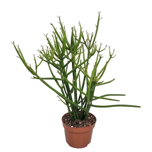 EUPHOR TIRUCALLI