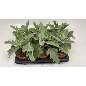 KALANCHOE BEHARENSIS