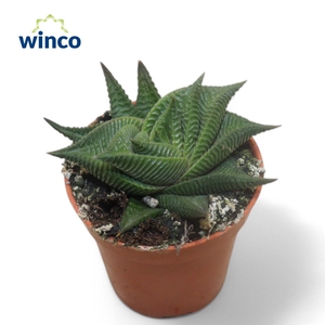 Haworthia Limifolia Twist