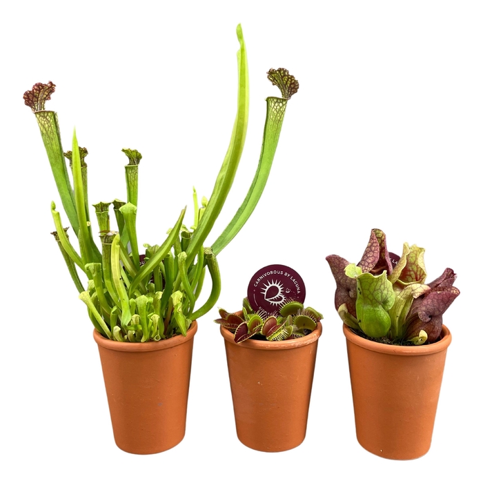 <h4>Vleesetende Planten Gemengd Keramiek Terracotta</h4>