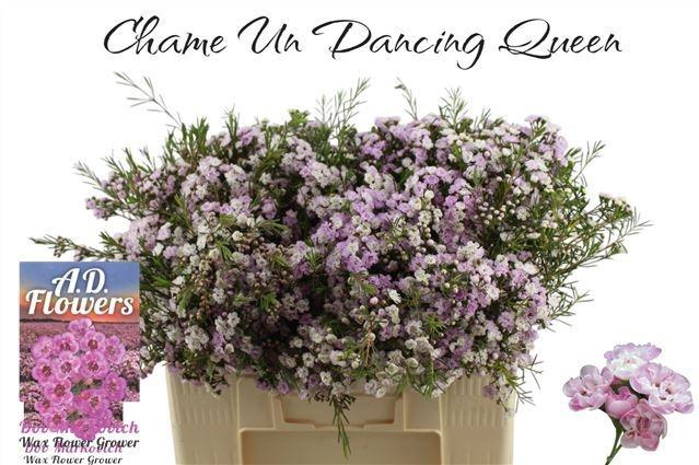 <h4>CHAME UN DANC QUEEN</h4>