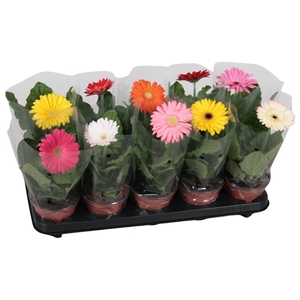 Gerbera belicht 1 bl
