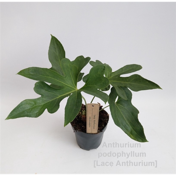 <h4>Anthurium podophyllum 12cm [Lace Anthurium]</h4>