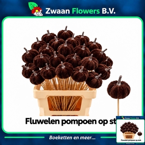 HUIS EN TUINDECO H%