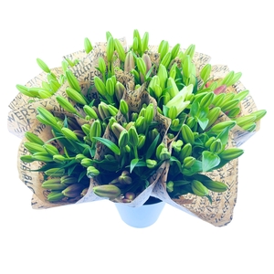 BQ Mono Lilium Aziaat 5 stems mix