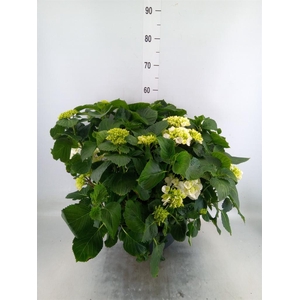 Hydrangea mac. 'Crystal Palace'