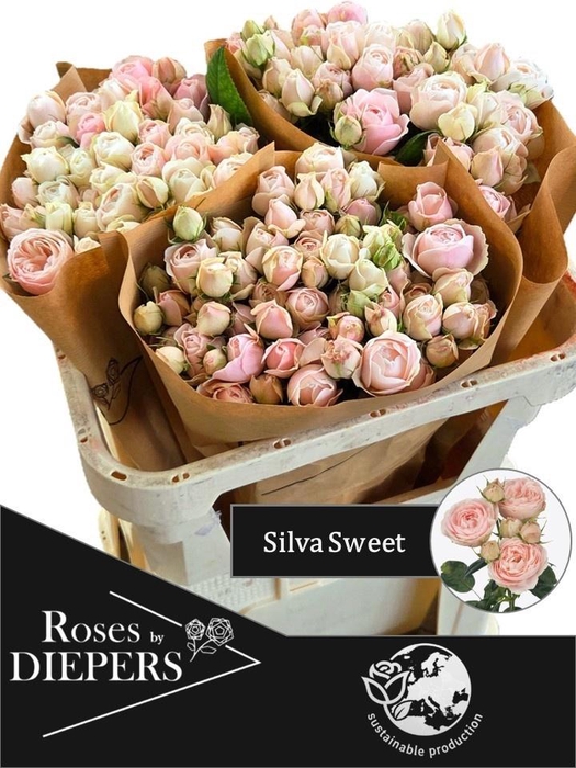 <h4>R TR SILVA SWEET+</h4>