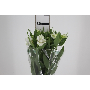 ALSTROEMERIA WHITNEY 080 CM