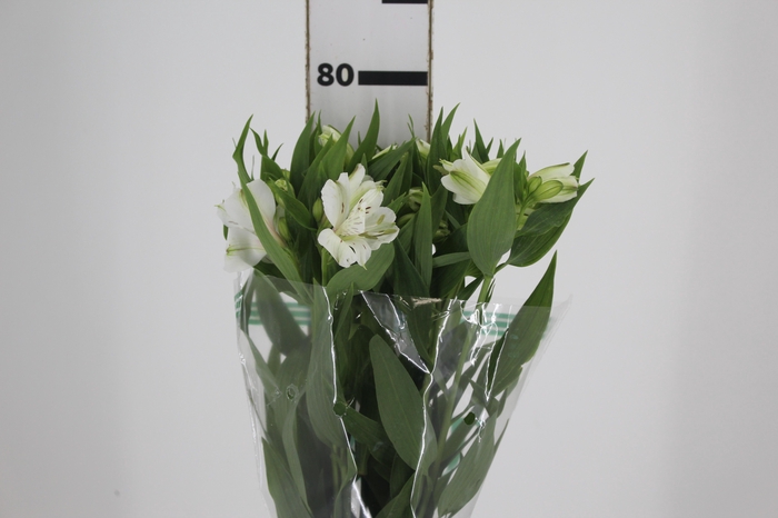<h4>ALSTROEMERIA WHITNEY 080 CM</h4>