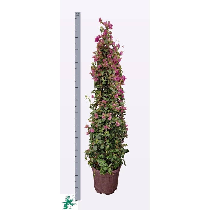 <h4>BOUGAINV ALEXANDRA</h4>