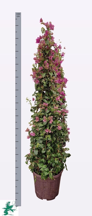 <h4>BOUGAINV ALEXANDRA</h4>