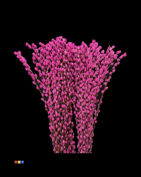 <h4>Salix Pussy Willow Cerise</h4>