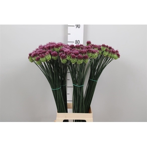 Allium Sphaerocephal