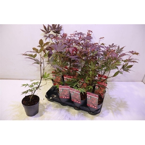 Acer Pa Atropurpureu