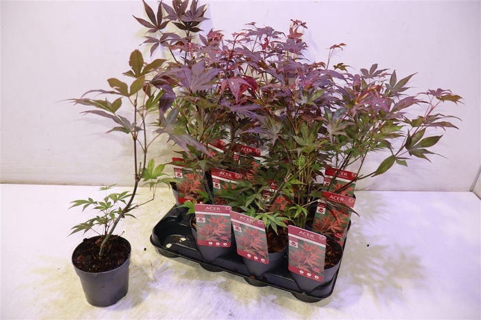 <h4>Acer Pa Atropurpureu</h4>