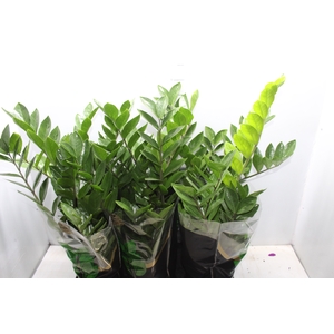 ZAMIOCULCAS PREMIUM P17 PREMIUM
