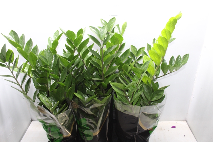 <h4>ZAMIOCULCAS PREMIUM P17 PREMIUM</h4>