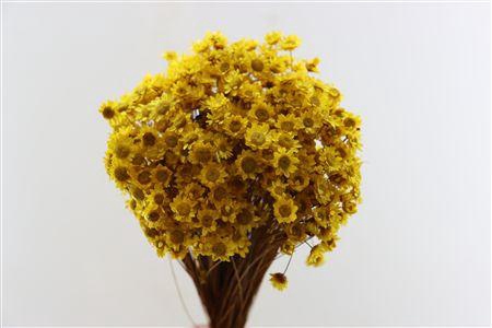 <h4>Dried Glixia Yellow Bunch</h4>